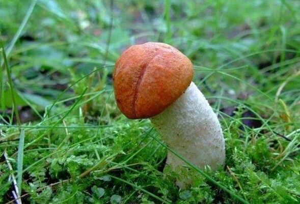 Der Pilz symbolisiert den vergrößerten Kopf des Penis